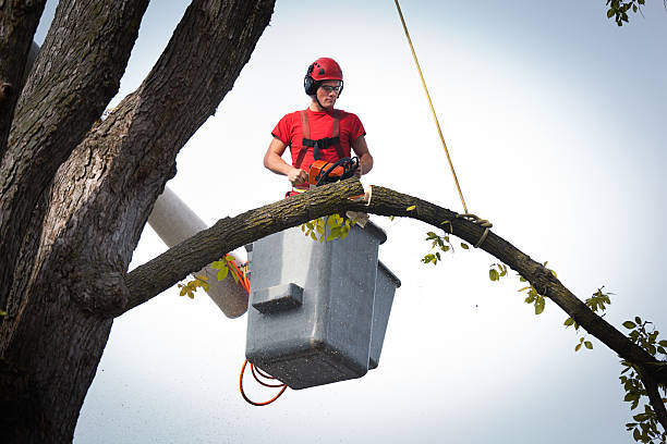 Best Tree Preservation Services  in Johnstonville, CA